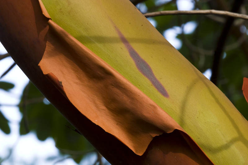 Pacific Madrone Bark Detail